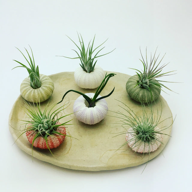 麻生地 麻 生地 岐阜 販売 ナッツミックス ホワイトスターフィッシュ ミニ鉢 ビーチシェル かわいい 映える アーチン ウニ殻 シナマイロール エコクラフト 生地 フラワーアレンジメント リネン 自然素材 素材 シーナマイ 卸売り ラッピング ドライフラワー 天然素材 ラフィア 可愛い アート 工作 通販 ラフィアファイバー ジュート ヒトデ スターフィッシュ 流木 リサイクルガラスカレット 広葉樹の輪切り ドンゴロス 激安 人気 おすすめ 売れ筋 格安 インテリア 手作り で作る花 飾り 問屋 手芸 麻ひも ネットショップ オンラインショップ ネット通販 売っているお店 売っているところ 取扱い店