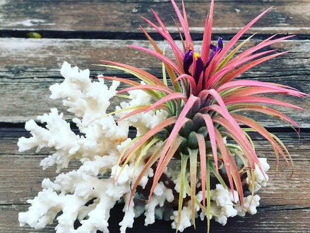 ナッツミックス ホワイトスターフィッシュ ミニ鉢 ビーチシェル かわいい 映える アーチン ウニ殻 シナマイロール 麻生地 麻 生地 岐阜 販売 エコクラフト 生地 フラワーアレンジメント リネン 自然素材 素材 シーナマイ 卸売り ラッピング ドライフラワー 天然素材 ラフィア 可愛い アート 工作 通販 ラフィアファイバー ジュート ヒトデ スターフィッシュ 流木 リサイクルガラスカレット 広葉樹の輪切り ドンゴロス 激安 人気 おすすめ 売れ筋 格安 インテリア 手作り で作る花 飾り 問屋 手芸 麻ひも ネットショップ オンラインショップ ネット通販 売っているお店 売っているところ 取扱い店