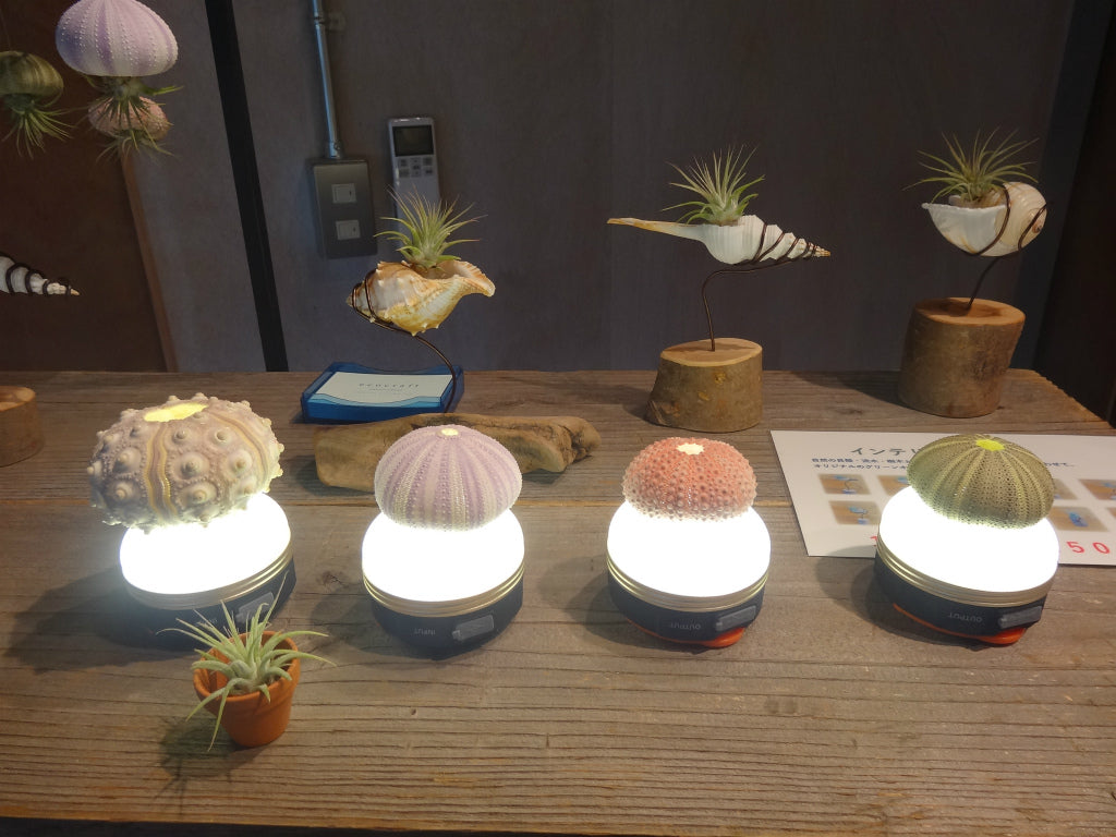 海の天然素材(貝殻・ヒトデ・珊瑚・ウニ殻・アーチン・ホワイトサンド・シーグラス)は、店舗ディスプレイ用やインテリアに人気です。 貝殻の繊細な美しさ、ヒトデの魅力的な形状、ウニ殻の個性溢れる模様、シャコ貝の瑞々しい輝き、サンゴ礁の生命力あふれる色彩、シーグラスの繊細な透明感。これらの自然素材をご提供し、あなたの創造力をかき立てます。 店舗ディスプレイ等に特化した、小さな貝殻から大きな貝殻まで、ハイクオリティでお手頃価格 アルフォンスアーチン ウニ殻 ウーチン スプートニック アルフォンス サンドラー ストーン 貝殻 工作 サンゴ フラワーアレンジメント 自然素材 卸売り 可愛い おしゃれ エモい インスタ映える 人気 おすすめ 美品 良品 スターフィッシュ サンゴ 工作 おすすめ 販売 ヒトデ 天然素材 ホワイトサンド ディスプレイ 店舗 海の天然素材 オンラインショップ シーグラス 水槽 インテリア 星の砂 売ってるところ 通販サイト アクアリウム 珊瑚 テラリウム エアプランツ 金魚 めだか ウィローモス 沈まない ネット通販 オンラインショップ