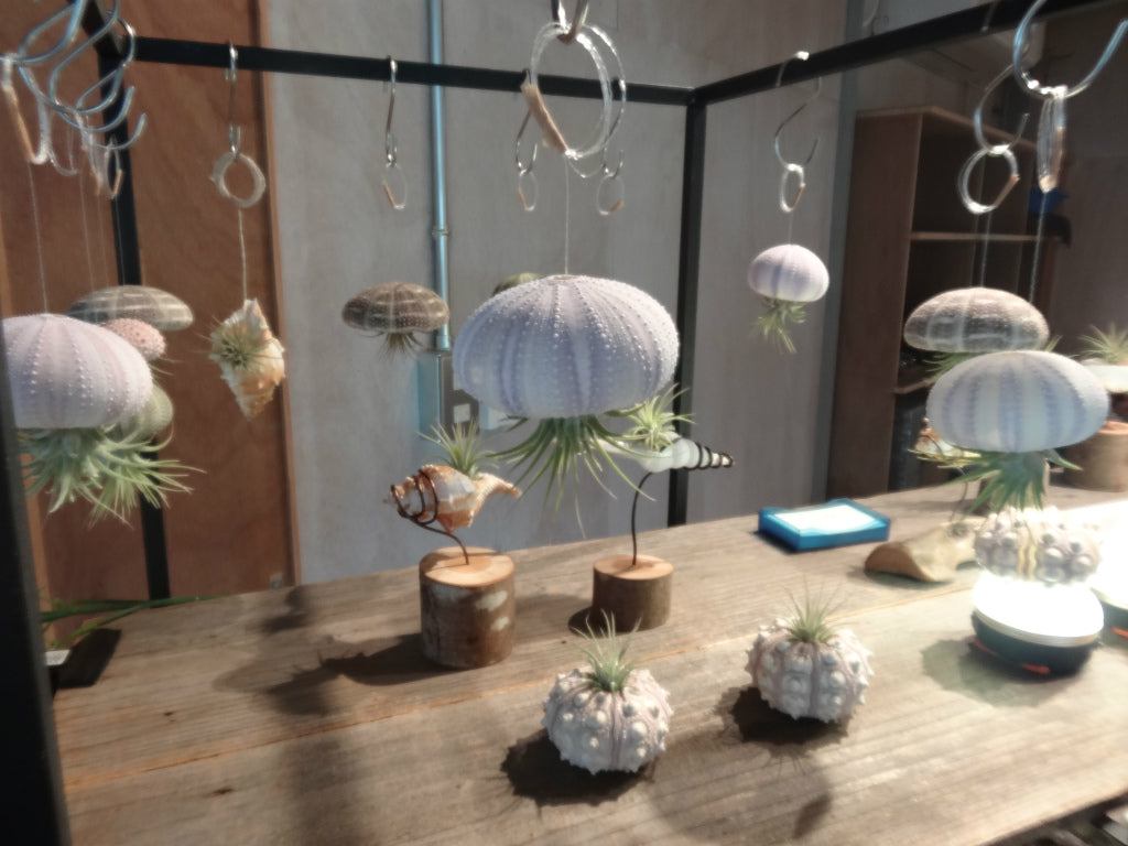 海の天然素材(貝殻・ヒトデ・珊瑚・ウニ殻・アーチン・ホワイトサンド・シーグラス)は、店舗ディスプレイ用やインテリアに人気です。 貝殻の繊細な美しさ、ヒトデの魅力的な形状、ウニ殻の個性溢れる模様、シャコ貝の瑞々しい輝き、サンゴ礁の生命力あふれる色彩、シーグラスの繊細な透明感。これらの自然素材をご提供し、あなたの創造力をかき立てます。 店舗ディスプレイ等に特化した、小さな貝殻から大きな貝殻まで、ハイクオリティでお手頃価格 アルフォンスアーチン ウニ殻 ウーチン スプートニック アルフォンス サンドラー ストーン 貝殻 工作 サンゴ フラワーアレンジメント 自然素材 卸売り 可愛い おしゃれ エモい インスタ映える 人気 おすすめ 美品 良品 スターフィッシュ サンゴ 工作 おすすめ 販売 ヒトデ 天然素材 ホワイトサンド ディスプレイ 店舗 海の天然素材 オンラインショップ シーグラス 水槽 インテリア 星の砂 売ってるところ 通販サイト アクアリウム 珊瑚 テラリウム エアプランツ 金魚 めだか ウィローモス 沈まない ネット通販 オンラインショップ