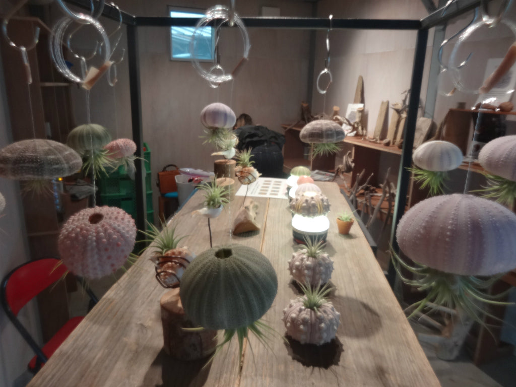 海の天然素材(貝殻・ヒトデ・珊瑚・ウニ殻・アーチン・ホワイトサンド・シーグラス)は、店舗ディスプレイ用やインテリアに人気です。 貝殻の繊細な美しさ、ヒトデの魅力的な形状、ウニ殻の個性溢れる模様、シャコ貝の瑞々しい輝き、サンゴ礁の生命力あふれる色彩、シーグラスの繊細な透明感。これらの自然素材をご提供し、あなたの創造力をかき立てます。 店舗ディスプレイ等に特化した、小さな貝殻から大きな貝殻まで、ハイクオリティでお手頃価格 アルフォンスアーチン ウニ殻 ウーチン スプートニック アルフォンス サンドラー ストーン 貝殻 工作 サンゴ フラワーアレンジメント 自然素材 卸売り 可愛い おしゃれ エモい インスタ映える 人気 おすすめ 美品 良品 スターフィッシュ サンゴ 工作 おすすめ 販売 ヒトデ 天然素材 ホワイトサンド ディスプレイ 店舗 海の天然素材 オンラインショップ シーグラス 水槽 インテリア 星の砂 売ってるところ 通販サイト アクアリウム 珊瑚 テラリウム エアプランツ 金魚 めだか ウィローモス 沈まない ネット通販 オンラインショップ