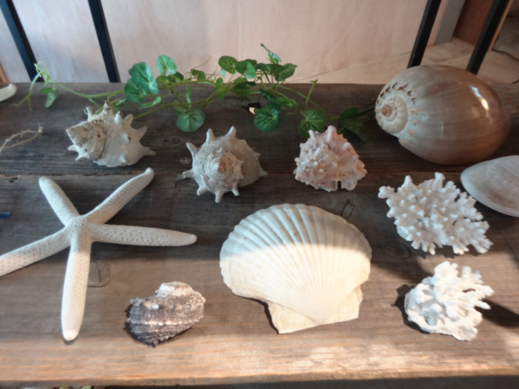 海の天然素材(貝殻・ヒトデ・珊瑚・ウニ殻・アーチン・ホワイトサンド・シーグラス)は、店舗ディスプレイ用やインテリアに人気です。 貝殻の繊細な美しさ、ヒトデの魅力的な形状、ウニ殻の個性溢れる模様、シャコ貝の瑞々しい輝き、サンゴ礁の生命力あふれる色彩、シーグラスの繊細な透明感。これらの自然素材をご提供し、あなたの創造力をかき立てます。 店舗ディスプレイ等に特化した、小さな貝殻から大きな貝殻まで、ハイクオリティでお手頃価格 アルフォンスアーチン ウニ殻 ウーチン スプートニック アルフォンス サンドラー ストーン 貝殻 工作 サンゴ フラワーアレンジメント 自然素材 卸売り 可愛い おしゃれ エモい インスタ映える 人気 おすすめ 美品 良品 スターフィッシュ サンゴ 工作 おすすめ 販売 ヒトデ 天然素材 ホワイトサンド ディスプレイ 店舗 海の天然素材 オンラインショップ シーグラス 水槽 インテリア 星の砂 売ってるところ 通販サイト アクアリウム 珊瑚 テラリウム エアプランツ 金魚 めだか ウィローモス 沈まない ネット通販 オンラインショップ