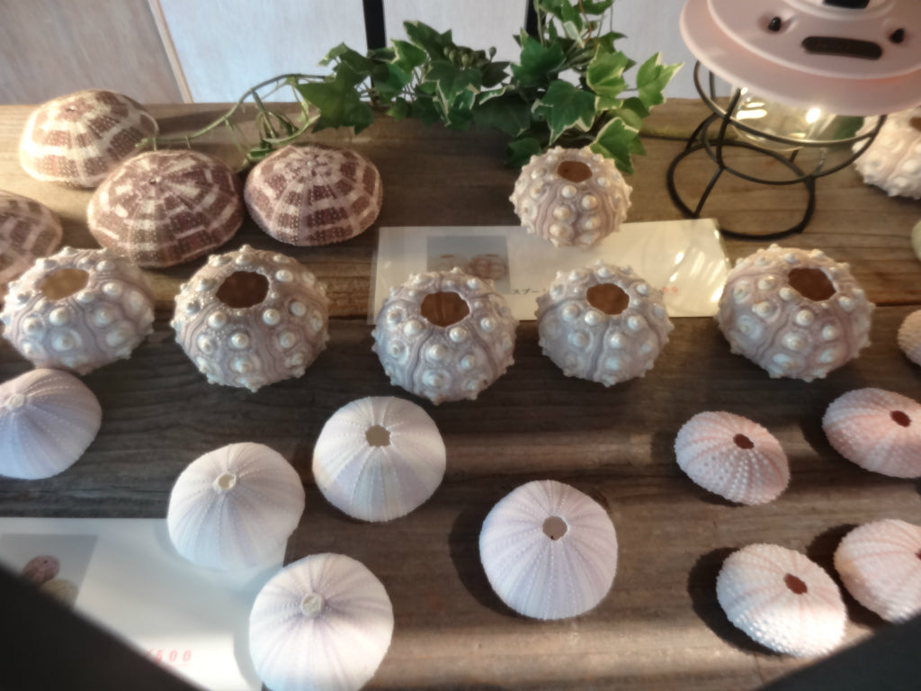 海の天然素材(貝殻・ヒトデ・珊瑚・ウニ殻・アーチン・ホワイトサンド・シーグラス)は、店舗ディスプレイ用やインテリアに人気です。 貝殻の繊細な美しさ、ヒトデの魅力的な形状、ウニ殻の個性溢れる模様、シャコ貝の瑞々しい輝き、サンゴ礁の生命力あふれる色彩、シーグラスの繊細な透明感。これらの自然素材をご提供し、あなたの創造力をかき立てます。 店舗ディスプレイ等に特化した、小さな貝殻から大きな貝殻まで、ハイクオリティでお手頃価格 アルフォンスアーチン ウニ殻 ウーチン スプートニック アルフォンス サンドラー ストーン 貝殻 工作 サンゴ フラワーアレンジメント 自然素材 卸売り 可愛い おしゃれ エモい インスタ映える 人気 おすすめ 美品 良品 スターフィッシュ サンゴ 工作 おすすめ 販売 ヒトデ 天然素材 ホワイトサンド ディスプレイ 店舗 海の天然素材 オンラインショップ シーグラス 水槽 インテリア 星の砂 売ってるところ 通販サイト アクアリウム 珊瑚 テラリウム エアプランツ 金魚 めだか ウィローモス 沈まない ネット通販 オンラインショップ