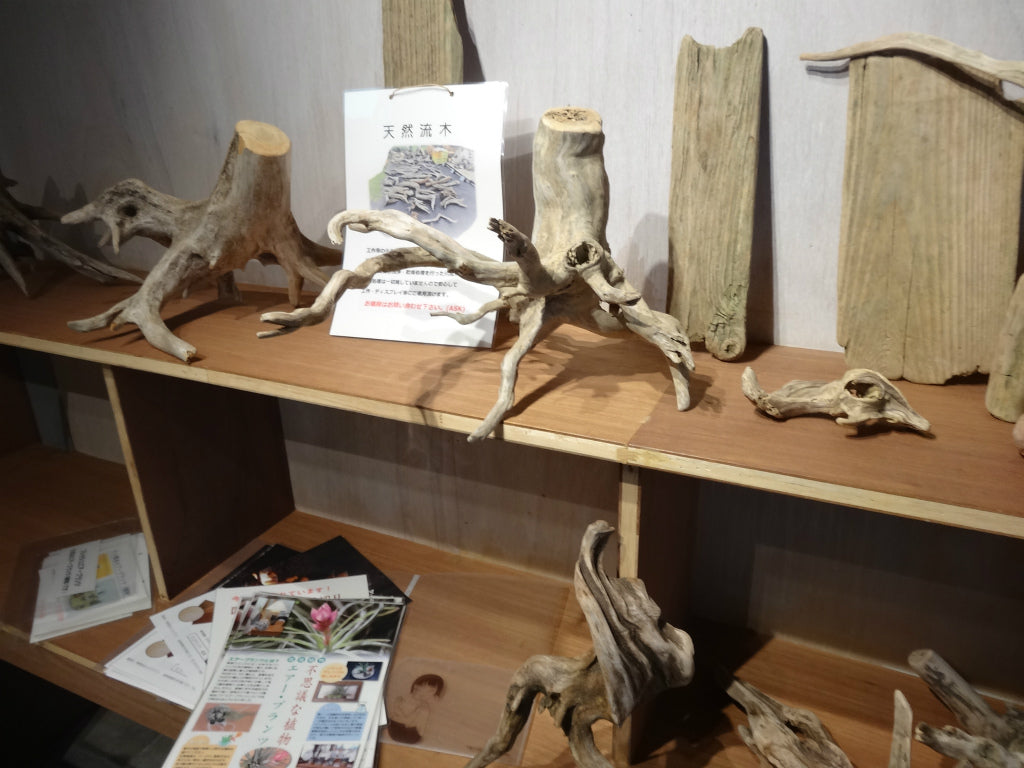 店舗ディスプレイ用 流木素材 インテリア 水槽 テラリウム エアプランツ 金魚 流木ツリー 広葉樹 販売 盆栽 樹木 小枝 フラワーアレンジメント 自然素材 天然素材 輪切り 卸売り 木材 売ってるところ オブジェ 置物 壁掛け 切り株 セール 価格相場 アクアリウム コースター めだか ウィローモス 沈まない 夏休み工作 ネット通販 オンラインショップ おしゃれ 店舗 エアープランツ 人気 入手方法 熱帯魚 水草 アート おすすめ 小さめ オブジェ スティック 水槽 安い 部屋に飾りたい まとめ売り 流木 販売 岐阜 枝 盆栽 水槽 花台 アクアリウム フラワーアレンジメント ドライフラワー 壁掛け 棒 自然素材 素材 川 卸売り 海 幹 材料 天然 根っこ アート 工作 通販 アクアリウム 枝 ガーランド 人気 おすすめ 売れ筋 格安 インテリア ガーデニング オブジェ 大型 ゴーストウッド 販売 根 ミニ 小さい 大きい