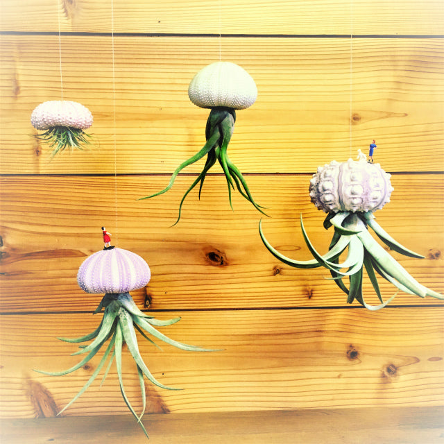 ナッツミックス ホワイトスターフィッシュ ミニ鉢 ビーチシェル かわいい 映える アーチン ウニ殻 シナマイロール 麻生地 麻 生地 岐阜 販売 エコクラフト 生地 フラワーアレンジメント リネン 自然素材 素材 シーナマイ 卸売り ラッピング ドライフラワー 天然素材 ラフィア 可愛い アート 工作 通販 ラフィアファイバー ジュート ヒトデ スターフィッシュ 流木 リサイクルガラスカレット 広葉樹の輪切り ドンゴロス 激安 人気 おすすめ 売れ筋 格安 インテリア 手作り で作る花 飾り 問屋 手芸 麻ひも ネットショップ オンラインショップ ネット通販 売っているお店 売っているところ 取扱い店