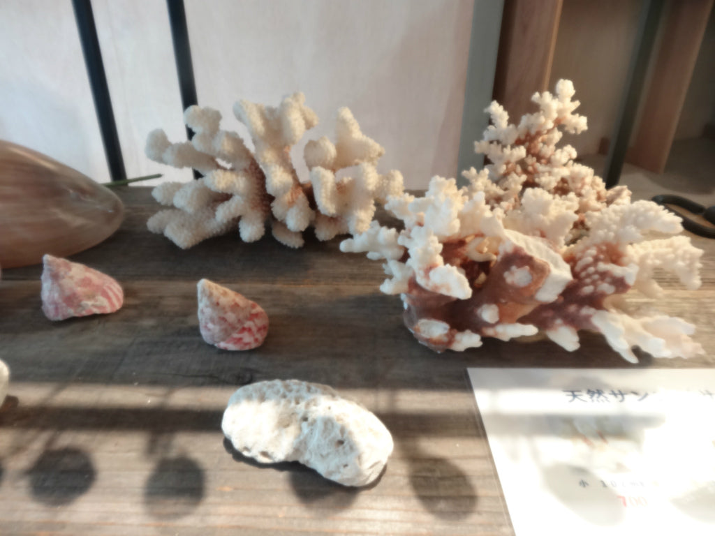 海の天然素材（貝殻・ヒトデ・珊瑚・ウニ殻・アーチン・ホワイトサンド・シーグラス）は、店舗ディスプレイ用やインテリアに人気です。 貝殻の繊細な美しさ、ヒトデの魅力的な形状、ウニ殻の個性溢れる模様、シャコ貝の瑞々しい輝き、サンゴ礁の生命力あふれる色彩、シーグラスの繊細な透明感。これらの自然素材をご提供し、あなたの創造力をかき立てます。 店舗ディスプレイ等に特化した、小さな貝殻から大きな貝殻まで、ハイクオリティでお手頃価格 アルフォンスアーチン ウニ殻 ウーチン スプートニック アルフォンス サンドラー ストーン 貝殻 工作 サンゴ フラワーアレンジメント 自然素材 卸売り 可愛い おしゃれ エモい インスタ映える 人気 おすすめ 美品 良品 スターフィッシュ サンゴ 工作 おすすめ 販売 ヒトデ 天然素材 ホワイトサンド ディスプレイ 店舗 海の天然素材 オンラインショップ シーグラス 水槽 インテリア 星の砂 売ってるところ 通販サイト アクアリウム 珊瑚 テラリウム エアプランツ 金魚 めだか ウィローモス 沈まない ネット通販 オンラインショップ