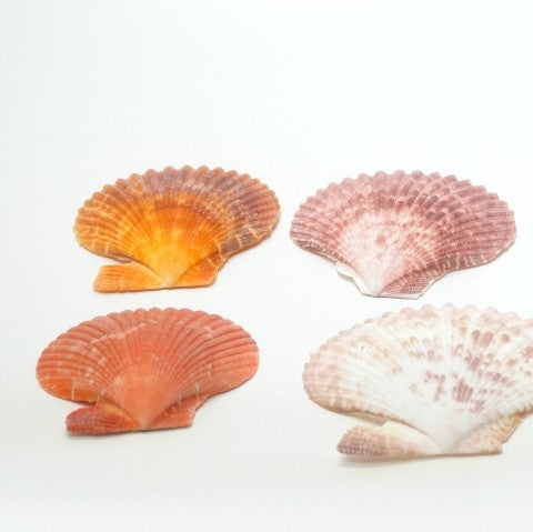 ペクティンノビリス　海の天然素材（貝殻・ヒトデ・珊瑚・ウニ殻・アーチン・ホワイトサンド・シーグラス）は、店舗ディスプレイ用やインテリアに人気です。 貝殻の繊細な美しさ、ヒトデの魅力的な形状、ウニ殻の個性溢れる模様、シャコ貝の瑞々しい輝き、サンゴ礁の生命力あふれる色彩、シーグラスの繊細な透明感。これらの自然素材をご提供し、あなたの創造力をかき立てます。 店舗ディスプレイ等に特化した、小さな貝殻から大きな貝殻まで、ハイクオリティでお手頃価格 アルフォンスアーチン ウニ殻 ウーチン スプートニック アルフォンス サンドラー ストーン 貝殻 工作 サンゴ フラワーアレンジメント 自然素材 卸売り 可愛い おしゃれ エモい インスタ映える 人気 おすすめ 美品 良品 スターフィッシュ サンゴ 工作 おすすめ 販売 ヒトデ 天然素材 ホワイトサンド ディスプレイ 店舗 海の天然素材 オンラインショップ シーグラス 水槽 インテリア 星の砂 売ってるところ 通販サイト アクアリウム 珊瑚 テラリウム エアプランツ 金魚 めだか ウィローモス 沈まない ネット通販 オンラインショップ