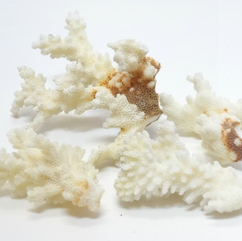 海の天然素材（貝殻・ヒトデ・珊瑚・ウニ殻・アーチン・ホワイトサンド・シーグラス）は、店舗ディスプレイ用やインテリアに人気です。 貝殻の繊細な美しさ、ヒトデの魅力的な形状、ウニ殻の個性溢れる模様、シャコ貝の瑞々しい輝き、サンゴ礁の生命力あふれる色彩、シーグラスの繊細な透明感。これらの自然素材をご提供し、あなたの創造力をかき立てます。 店舗ディスプレイ等に特化した、小さな貝殻から大きな貝殻まで、ハイクオリティでお手頃価格 アルフォンスアーチン ウニ殻 ウーチン スプートニック アルフォンス サンドラー ストーン 貝殻 工作 サンゴ フラワーアレンジメント 自然素材 卸売り 可愛い おしゃれ エモい インスタ映える 人気 おすすめ 美品 良品 スターフィッシュ サンゴ 工作 おすすめ 販売 ヒトデ 天然素材 ホワイトサンド ディスプレイ 店舗 海の天然素材 オンラインショップ シーグラス 水槽 インテリア 星の砂 売ってるところ 通販サイト アクアリウム 珊瑚 テラリウム エアプランツ 金魚 めだか ウィローモス 沈まない ネット通販 オンラインショップ